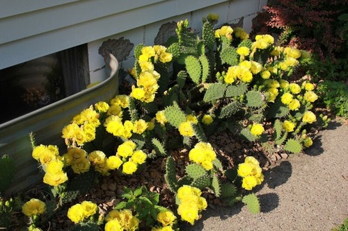 3 PADS Grassland Prickly Pear Cactus Opuntia Cymochila Pad Minnesota Cold Hardy - Picture 2 of 5