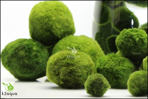 7-9cm Extra Giant MARIMO MOSS BALLS Cladophora live aquarium plant tank shrimp - Picture 2 of 3