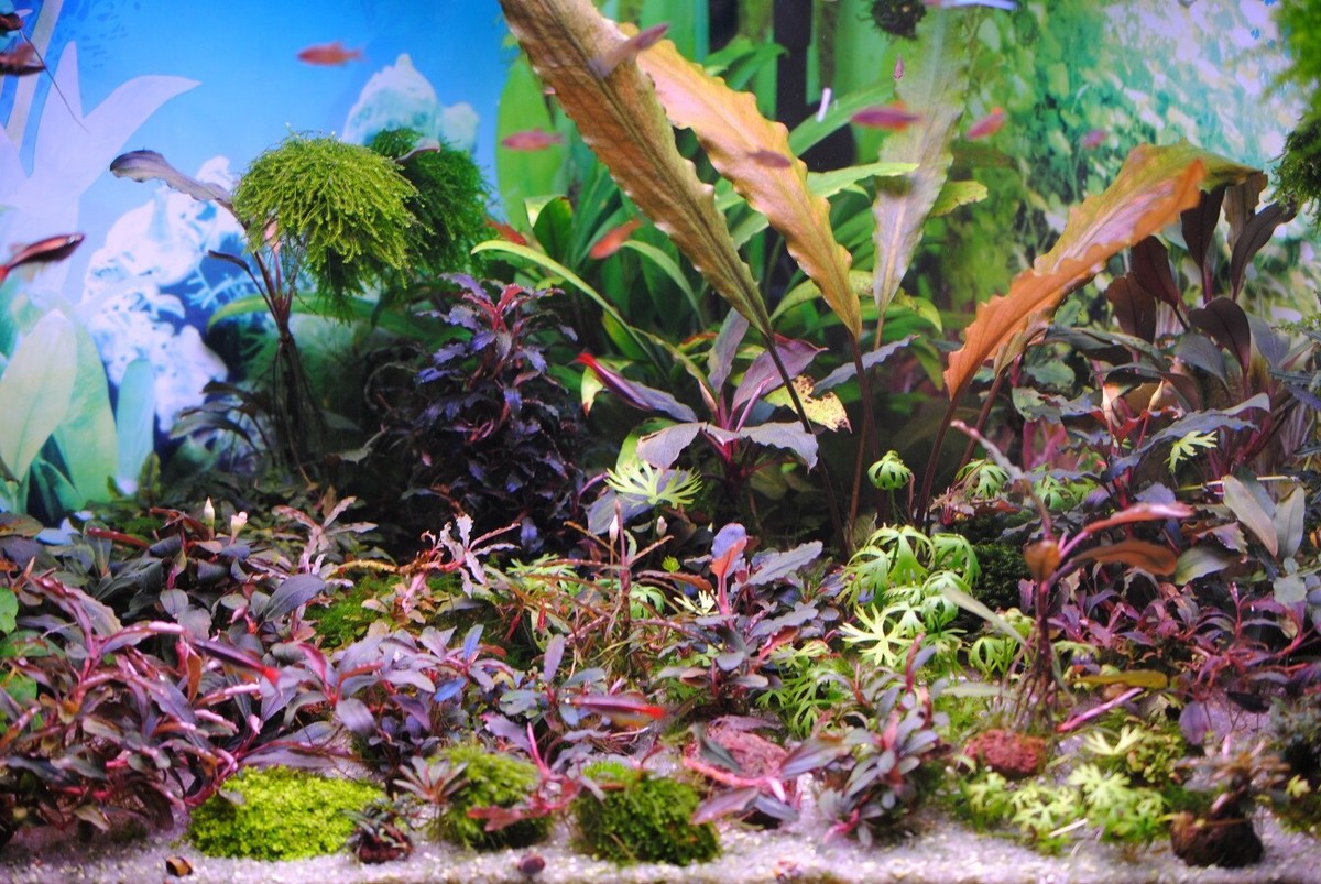 タグ付Bucephalandra sp.\"Brownie Ghost\"round Bucephalandra Brownie Ghost | AquaticMotiv
