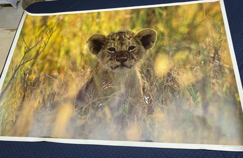 Vtg 1970s Lion Cub Large Poster - Bild 2 von 2