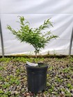 Acer palmatum Kryptonite™ Rare Dwarf Japanese Maple 1 Gallon