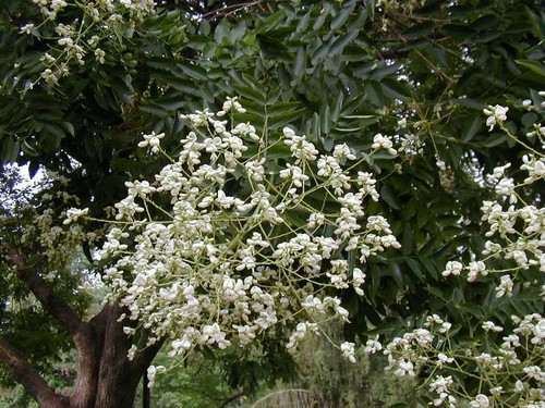 Japanische Pagode, Sophora japonica, Baumsamen (schnell, auffällig, duftend, Bonsai) - Bild 1 von 9