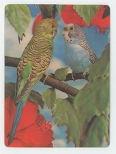 Parakeets / Parrots - Gossiping Friends 1960's Vari-Vue Lenticular 3-D Postcard