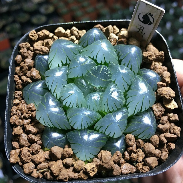 Haworthia obtusa Succulent plants potted Home Garden Bonsai decoration Plants Haworthia obtusa Succulent plants potted Home Garden Bonsai decoration Plants