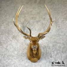 #29607 EL | Rocky Mountain Elk Taxidermy Shoulder Mount For Sale