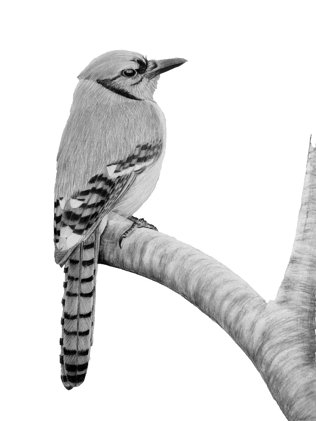 Птицы, художественные угольные рисунки