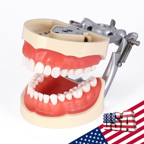Modelo Dental Typodont con dientes removibles Demostración de estudio de enseñanza permanente - Imagen 4 de 43