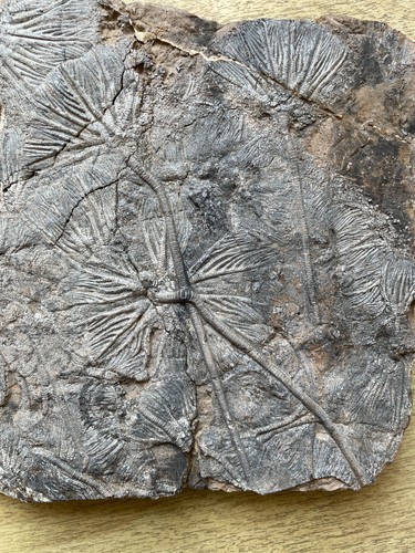 2280g Triassic Natural crinoid specimen Geologic rock - Picture 16 of 23