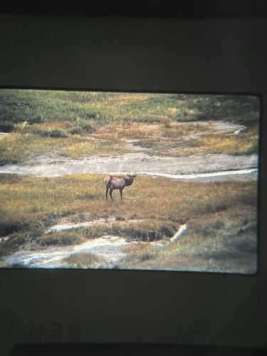 Kodachrome 35mm Slides Great Fountain Geyser Yellowstone Buck Squirrel 1970 X11 - Picture 2 of 12