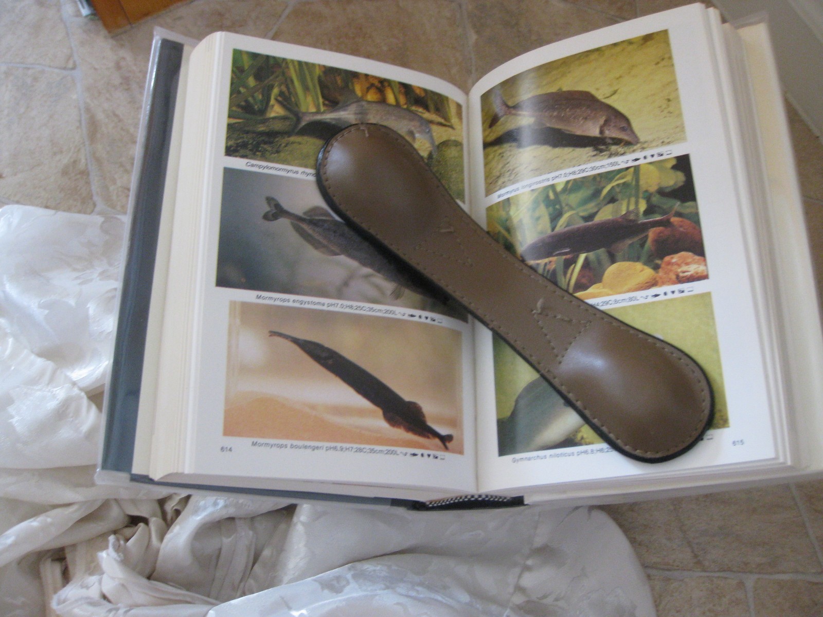 Picture 3 of 8