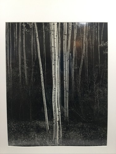 LARGE PHOTO (Aspens Northern N.M.)By Ansel Adams 1981 the camera book I 25” x30” - 第 2/8 張圖片