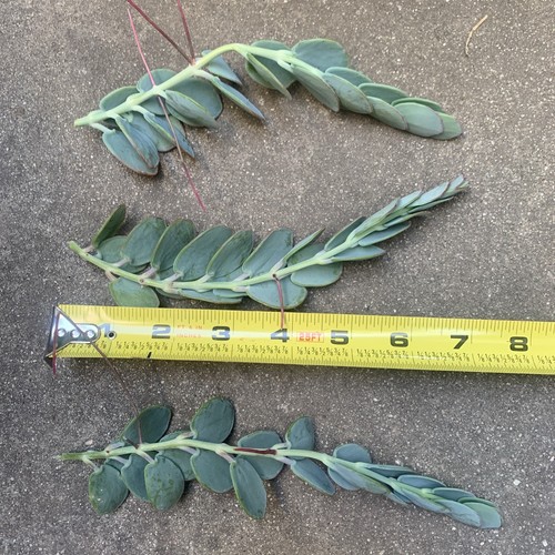 Kalanchoe Marnieriana Plant Cuttings 3 Pieces - Picture 4 of 6