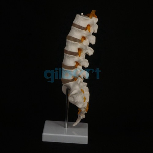 Columna lumbar humana con estructura de vértebra caudal modelo de disco intervertebral - Imagen 3 de 4