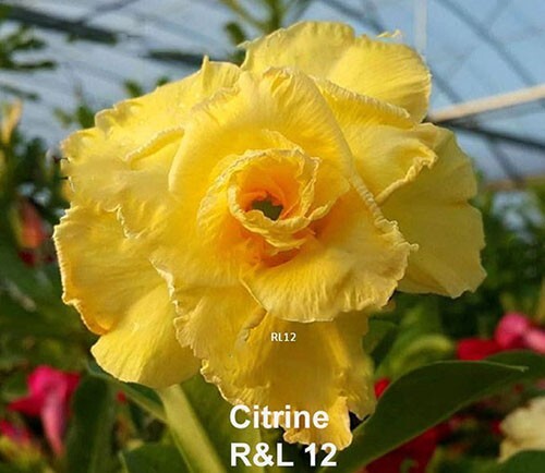 Desert Rose Adenium Seeds R&L12"Citrine" (Pkt of 10 Seeds) - Picture 2 of 2