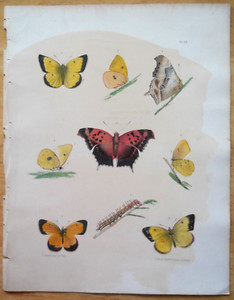 Antique Butterfly Book | eBay