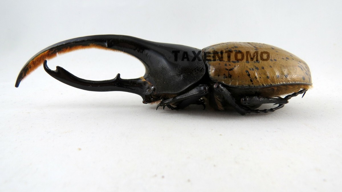Dynastes hercules lichyi (Hercules Beetle) 136mm REAL Insect