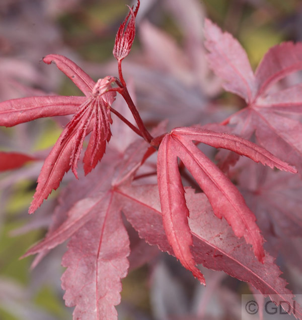 Scomparti rosso acero Bloodgood 60-80cm - Acer palmatum Scomparti rosso acero Bloodgood 60-80cm - Acer palmatum