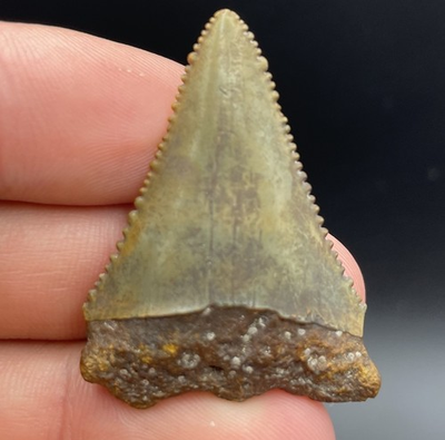 #ad GREAT WHITE SHARK TOOTH FOSSIL 1.6” AUTHENITC NO REPAIR $67.49