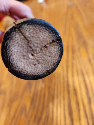 Fijian Tribal Throwing War Club Root Ball Primitive 20" Unknown Age - Picture 9 of 10