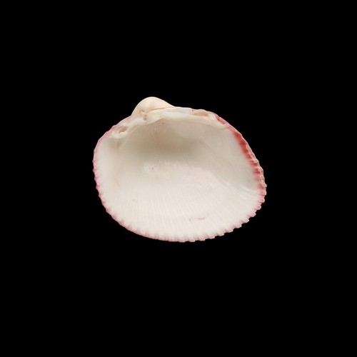Beautiful heart cockle Plagiocardium sea shell for gift and decor, River shell. - Picture 3 of 9