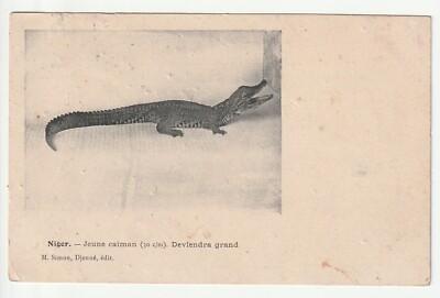 TIERE - KROKODIL Kaiman - Jung 30 cm NIGER - Gebrauchsspuren