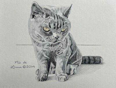 British Shorthair Cat Drawing 8 X 10 Original Colored Pencils on Textured Paper