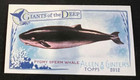 Pygmy Sperm Whale 2012 Topps Allen & Ginter Giants of the Deep Mini #Gd-11