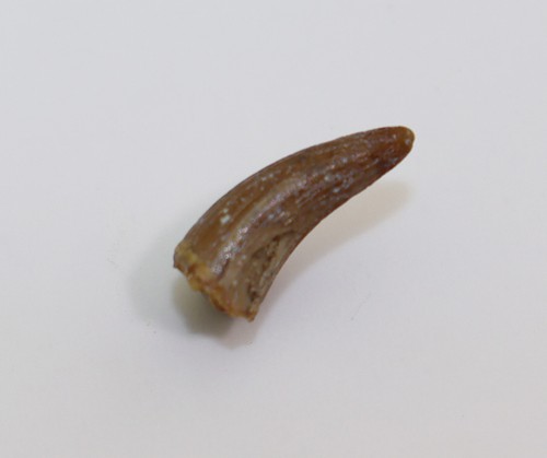 Zahn, Fam. Telesauridae, Jura, Ardley Quarry, Oxfordshire, UK -L520 - Picture 3 of 5