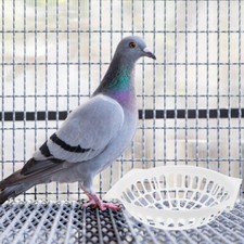 10x Creative Plastic Breeding Bird Egg Basin Nest Pet Supplies for Parrot Pigeon
