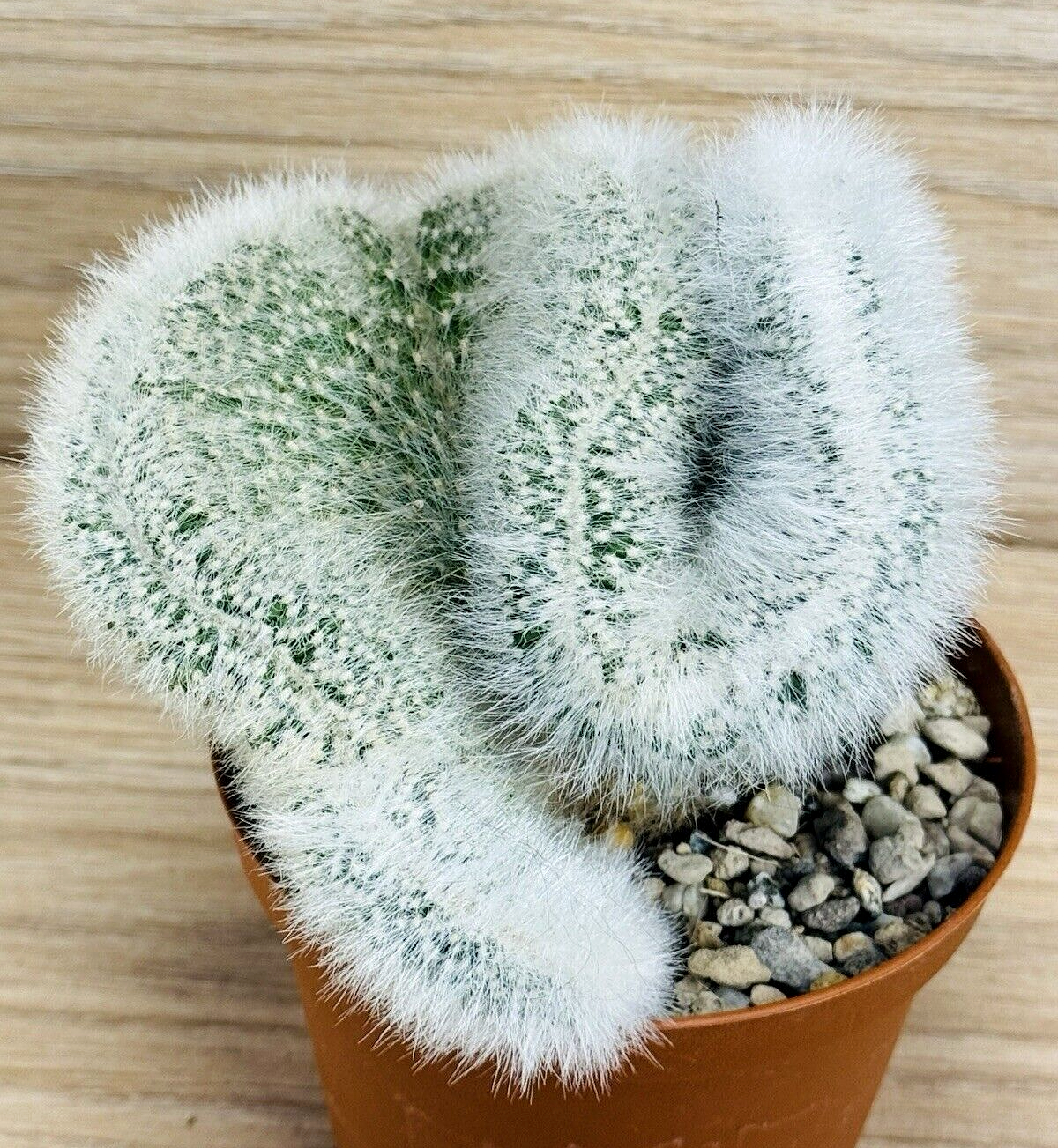 Foto 1 di 4