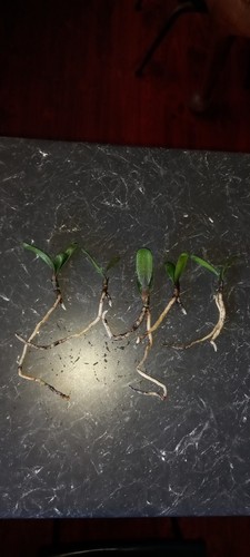 Clivia Daruma Seedlings X 5 - Picture 4 of 10