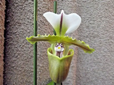 Rare  Paphiopedilum spicerianum orchid plant FS , not in bloom