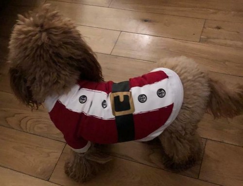 SANTA CLAUS THEMED DOGGY FUNNY ARMS COSTUME COTTON DOGGIE PIJAMA SUIT - Picture 13 of 14