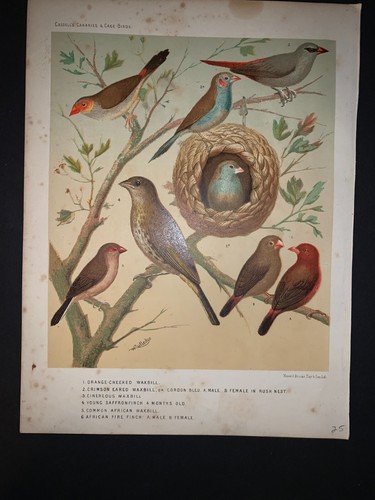 1875 Cassell's canaries and cage birds- antique print- orange cheeked waxbill