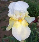 Tall Bearded Iris Rhizome "Gudrun" Katherine Dykes 1930 Award Winner!