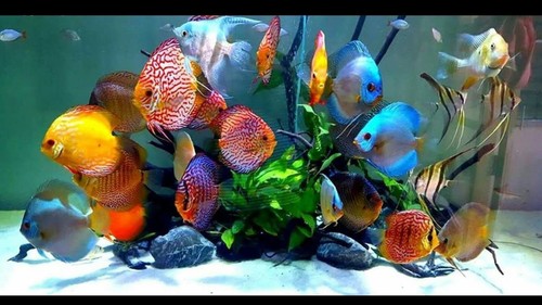 JW Pet Fusion Smart Temp Non-Standing Magnet Aquarium Thermometer - 2 Pack - 第 6/7 張圖片