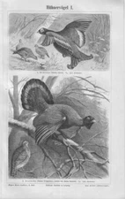 AUERHAHN Birkhuhn Fasan Rebhuhn 3x ORIG Holzstiche 1897