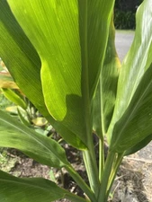 Hawaii Grown Organic Green Ti leaf plant cuttings logs 12 count 6-7 inch Manoa 