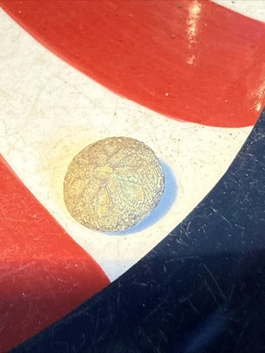 Dug Civil War 💥 🇺🇸 💣 Confederate Foot Tin Back Flower Button