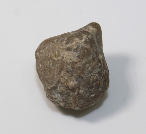Brachiopod, Rhynchonella sp., Jura, Malm, Ulm, Germany -x531 - Picture 4 of 6