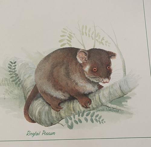 Vtg New Zealand Made Scenic Cork Board Placemats Australian Animals Set of 6 - Picture 8 of 9