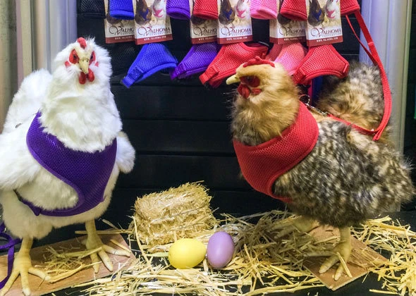 Arnés Walk Your Chicken (Llévalos a Caminar), Correa VENDIDA por separado Foto 2 de 2