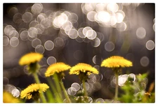 Trioplan modified for Helios 44M-4 2/58MM Soviet lens SRL mount М42