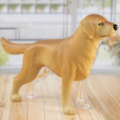 4D Vision Tier Hund Tier Organ Anatomie Modell 29 Teile Abnehmbar Medizinisch Neu - Bild 5 von 20