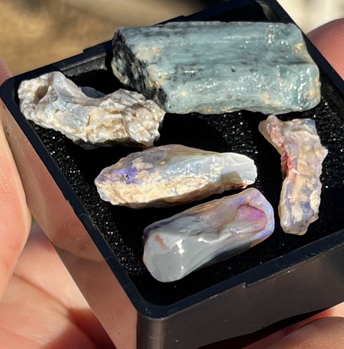 Opal Fossil Fossilized Opalized Opals Crystal Solid Rough Parcel Fossils Gems