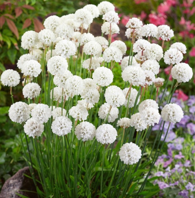 Armeria plug plants garden white flowers evergreen hardy sea thrift pack of 3 Armeria plug plants garden white flowers evergreen hardy sea thrift pack of 3