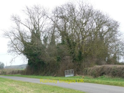 Foto - Mehr Efeu als Baum [fast] North Luffenham. c2011