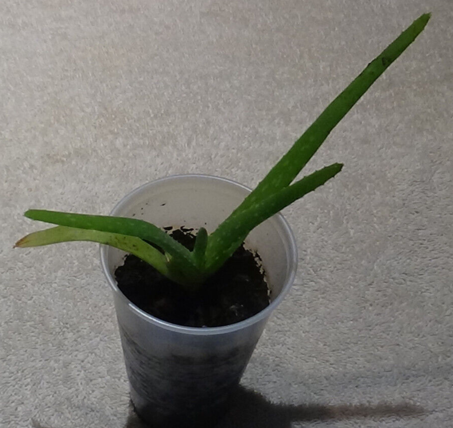 Picture 2 of 4