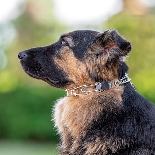 Adjustable Stainless Steel Dog Collar with Quick Release Buckle - 23in for Tr... - Picture 9 of 9