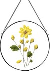 Glass Frame for Pressed Flowers Handmade, Wall Hanging Brass FRAME ONLY...